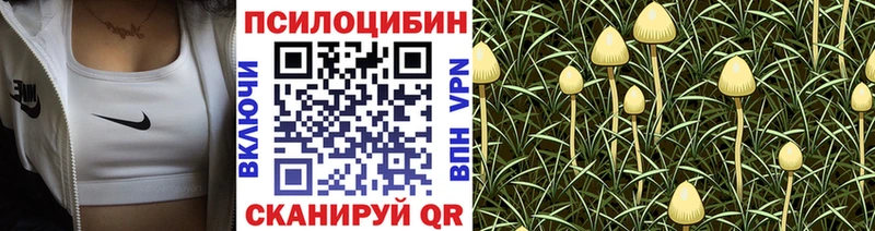 где продают   Абдулино  Галлюциногенные грибы Psilocybe 